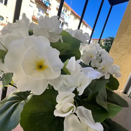 Avenzoar Daire *